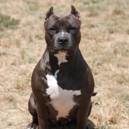 Lolita - American Bully
