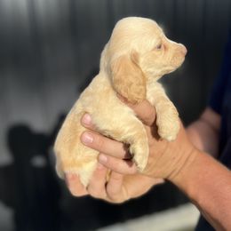 Dachshund Puppies from Double B Corsos & Dachshunds