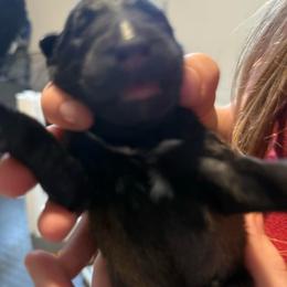 Red - Fawn sable female Belgian Malinois puppy in Boise, Idaho from Wings of Freedom Retrievers and Malinois