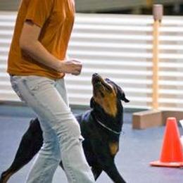 Rottweilers from Krafthaus Rottweilers