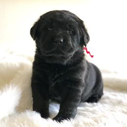 Pink - Black female Labrador Retriever puppy in Pendleton, South Carolina from DogSmith Purebreds
