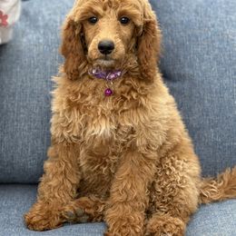 Piper - Red  female Poodle puppy in Strasburg, Virginia from Shenandoah Valley Doodles