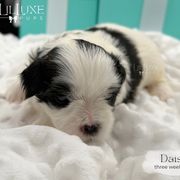 Daisy - Black and white female Shorkie puppy in Scottsdale, Arizona from Lil Luxe Pups