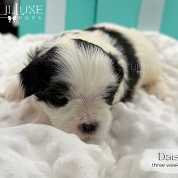 Daisy - Black and white female Shorkie puppy in Scottsdale, Arizona from Lil Luxe Pups