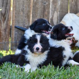 Border Collie Puppies from Sage Ridge