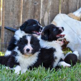 Border Collie Puppies from Sage Ridge