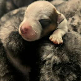 Male 1 - Red speckled male Australian Cattle Dog puppy in Rogue River, Oregon from FullMoon Cattle Dogs