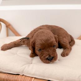 Brownie - Red male Cavapoo puppy in Apache Junction, Arizona from Coffey House Doodles