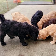 Double Doodle and Goldendoodle Puppies from Bert's Doodles