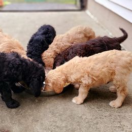 Double Doodle and Goldendoodle Puppies from Bert's Doodles