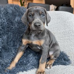 Doberman Pinscher Puppies from Haus of Hound