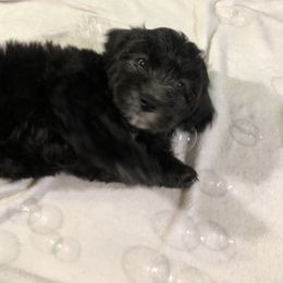 Havanese Puppies from Furever Fluffball Friends