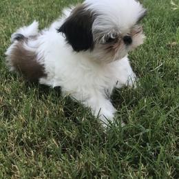 Shih Tzu Puppies from Willow Lane Shih Tzus