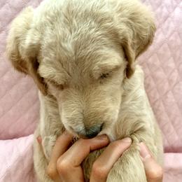 Double Doodle Puppies from Riverside Doodles in Seattle