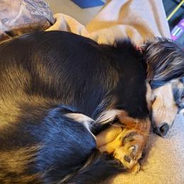 Dachshund All Grown Up from BriarRidge Dachshunds