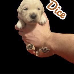 Dice - Golden male Golden Retriever puppy in Peoria, Arizona from Westwing Retrievers