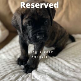 Boy 5 - Mastiff puppy in Kanosh, Utah from King’s Peak Kennels