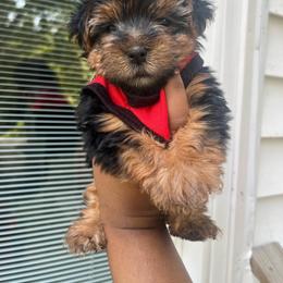 Porky 1500 - Black and tan male Yorkipoo puppy in Gastonia, North Carolina from Dynasty Kennel
