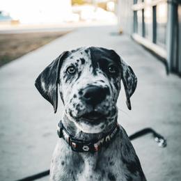 Great Dane Puppies from Ashli’s Great Danes