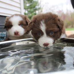 Australian Shepherd Puppies from Starlit Grove Australian Shepherds