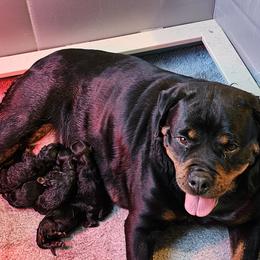 Rottweiler puppies from Karol's Rottweilers