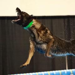 Belgian Malinois and German Shepherds from Légende Vivante Du Chief Kennel