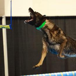 Belgian Malinois and German Shepherds from Légende Vivante Du Chief Kennel