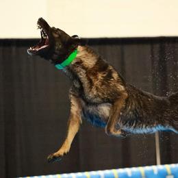 Belgian Malinois and German Shepherds from Légende Vivante Du Chief Kennel