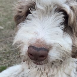 Aussiedoodles and Goldendoodles from Dream Hollow Farm