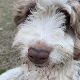 Aussiedoodles and Goldendoodles from Dream Hollow Farm