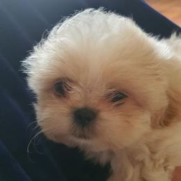 Shih Tzus from Happy Feet Puppies
