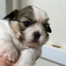 Arlo - Sable and white male Shih Tzu puppy in Reddell, Louisiana from TINYSHIHTZUFURU