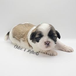 Brindle and White Female - Mint Collar - Brindle and white female Shih Tzu puppy in Crawfordsville, Indiana from Swaying Sycamore Farm