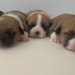 Pembroke Welsh Corgis from Happily Ever After Corgis
