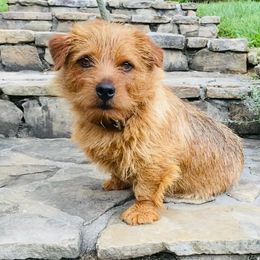 Harley - Norfolk Terrier