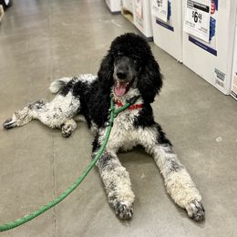 Poodle All Grown Up from Apricity Poodles