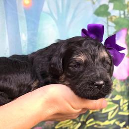 Cobbler - Black female Goldendoodle puppy in Springfield, Oregon from Oregon's Oodles of poodles & doodles