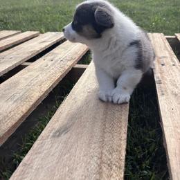Purple Female - Blue female Pembroke Welsh Corgi puppy in Vincennes, Indiana from Box Alarm Farm Corgis