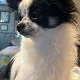 Chihuahuas from Tiddlewink Chi's