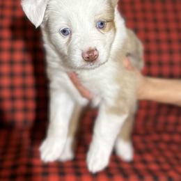 Miniature Australian Shepherd Puppies from All That Auss Mini Aussies