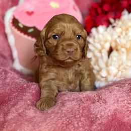 Birdie - Caramel red female Australian Labradoodle puppy in Citrus Heights, California from Elite Blend Labradoodles