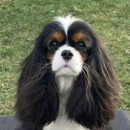 Cavalier King Charles Spaniels from Sunjays Cavalier King Charles Spaniels