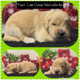 Feast - Golden male Golden Retriever puppy in Touchet, Washington from Northwest Rainbow Aussies and Golden Retrievers