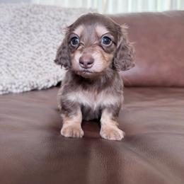 Novara - Chocolate and cream female Dachshund puppy in Sacramento, California from HEFFERNAN HOUNDS