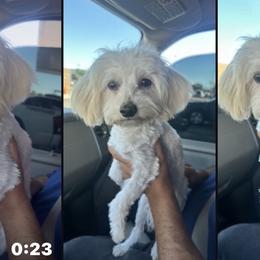 Kiki - Maltese