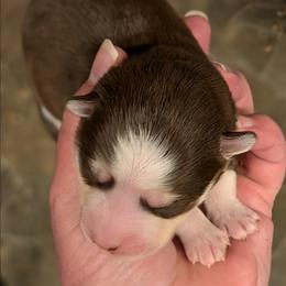 BxE g2 - Chocolate female Pomsky puppy in Charlotte, Michigan from Moore Pomskies