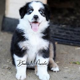 Vegas - Black tri-color male Australian Shepherd puppy in Olivehurst, California from Double M Aussies