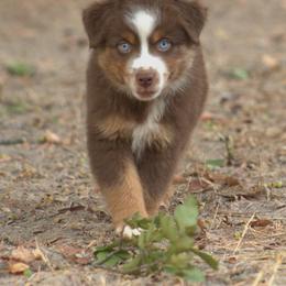 Boy 2 - male Miniature Australian Shepherd puppy in Scroggins, Texas from MAC's Cirkles 8 Aussies