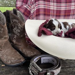 Reba - Liver white and tan English Springer Spaniel puppy in Williston, Florida from Bizzy Farms English Springer Spaniels