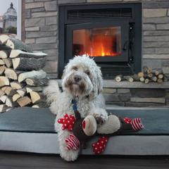 Buxton - Australian Cobberdog